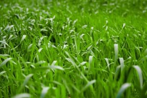 How To Make Centipede Grass Thicker