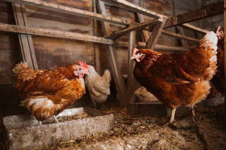 Is Composted Chicken Manure Safe Obsessed Lawn