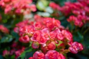 Is Miracle Grow Good For Begonias
