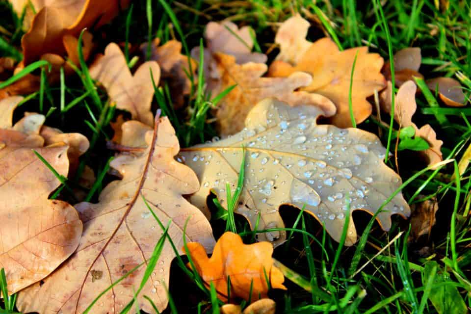 Can You Rake Wet Leaves? Obsessed Lawn