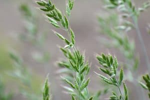 How To Get Rid Of Bromegrass