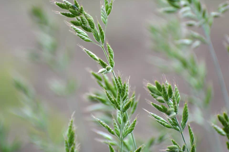 How To Get Rid Of Bromegrass Obsessed Lawn