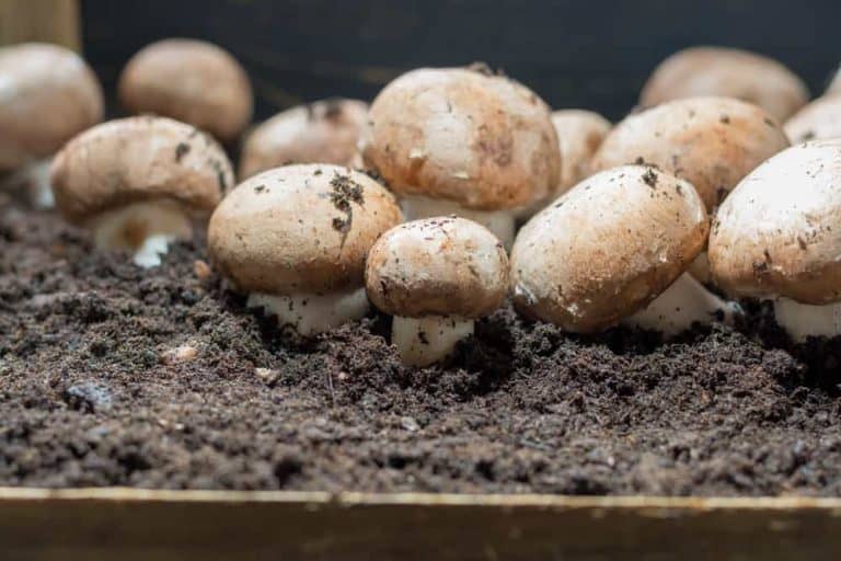 Can You Eat Mushrooms From Mushroom Compost? Obsessed Lawn