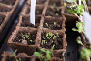 Can You Use Compost to Start Seeds