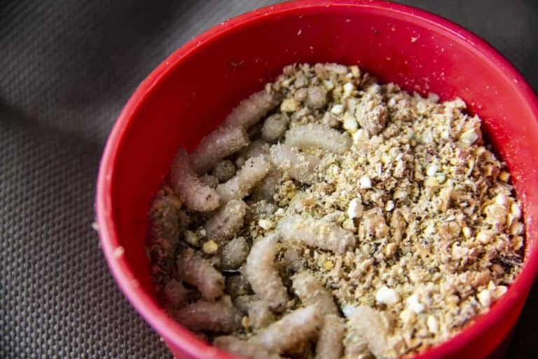 Why Do I Have Maggots In My Compost? Obsessed Lawn