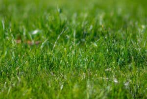 Can I Use Scotts Fall Fertilizer in Spring