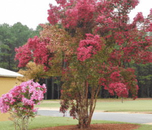 The Only Way To Trim Crepe Myrtles For Spectacular Blooms! - im1rdd7
