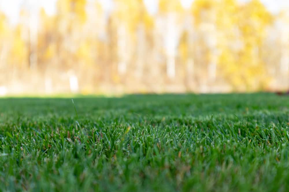 How Short To Cut Grass Before Winter Obsessed Lawn