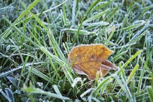 What Temperature Is Too Cold To Mow Grass