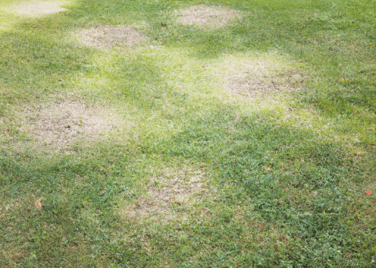 Why Grass Won t Grow In Certain Spots Obsessed Lawn