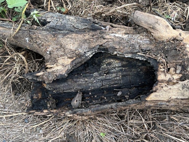 How To Burn Out Tree Stumps Obsessed Lawn