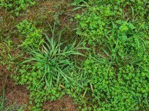 Does Crabgrass Die In The Winter