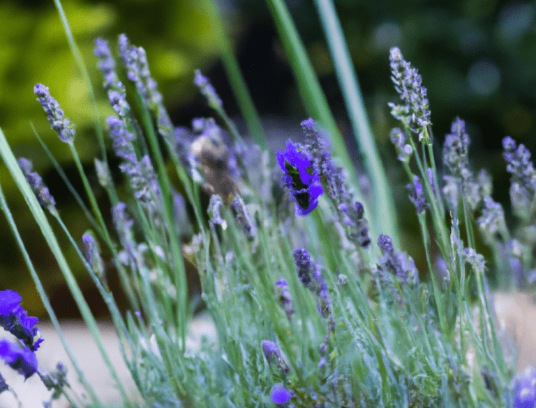 Can You Plant Lavender In The Fall? Obsessed Lawn