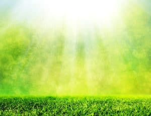 What Temperature is too Hot to Fertilize Your Lawn