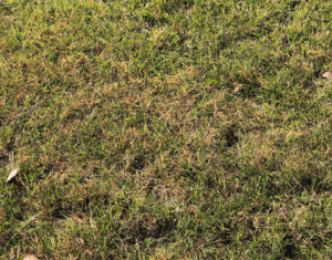 What is the Best Fall Pre-Emergent for Zoysia