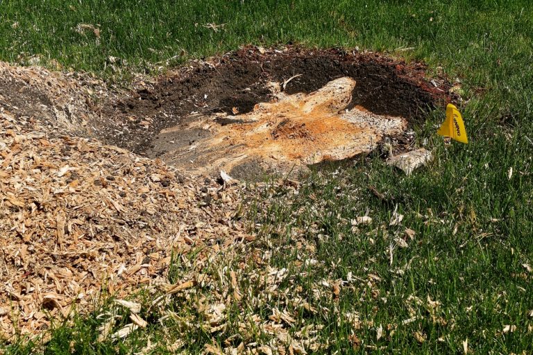 What To Do With Wood Chips From Stump Grinding? Obsessed Lawn