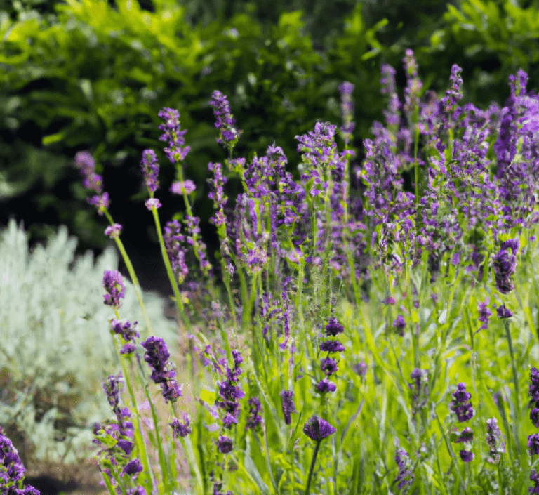 Can You Plant Lavender In The Fall Obsessed Lawn
