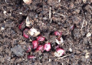 Can Cherry Pits Be Composted
