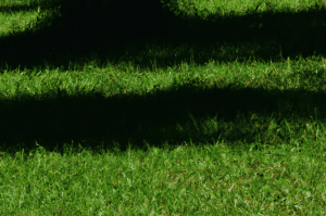 Does Bermuda Grass Grow in Shade