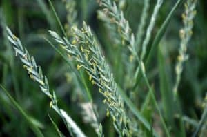 How Do You Kill Quackgrass without Killing Grass