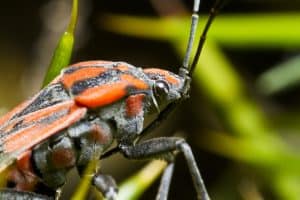 How to Repair Lawn after Chinch Bug Damage