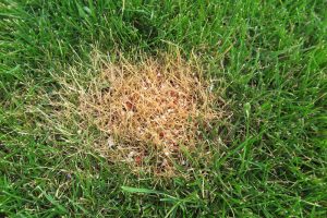 How to Treat Burnt Grass from Fertilizer