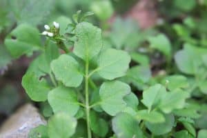 What Herbicide Kills Hairy Bittercress