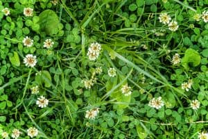 Does Crossbow Kill Clover