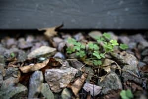 Does Diesel Fuel Kill Weeds