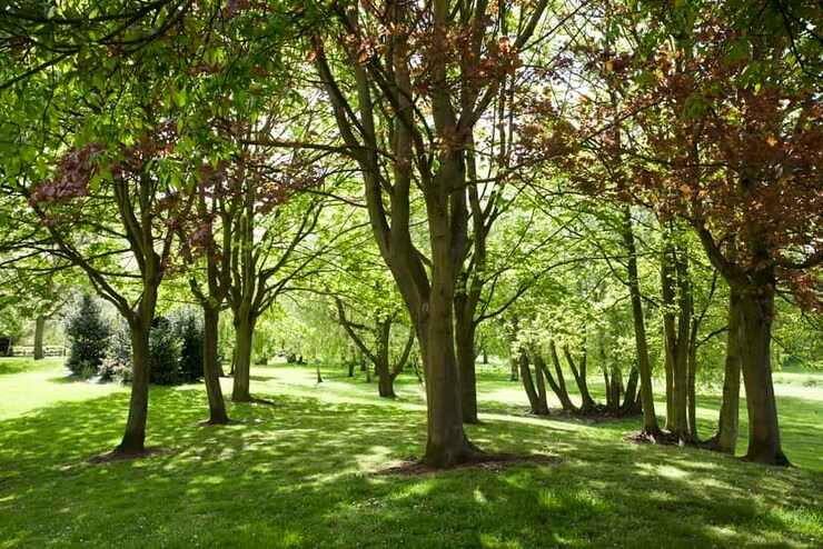 Does Zoysia Grass Grow In Shade Obsessed Lawn