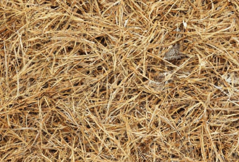 Are Pine Needles Bad For Compost? Obsessed Lawn