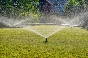 Should You Water Your Grass Everyday