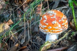 What Are The Orange Mushrooms In My Yard