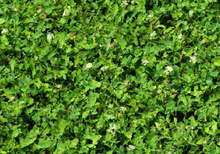 17 Reasons Why A Clover Lawn Is Better Than Grass Obsessed Lawn