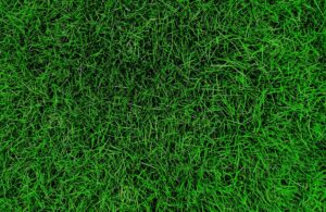 Does Zoysia Grass Grow in Shade
