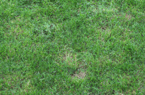 Grass Turning White In Some Spots