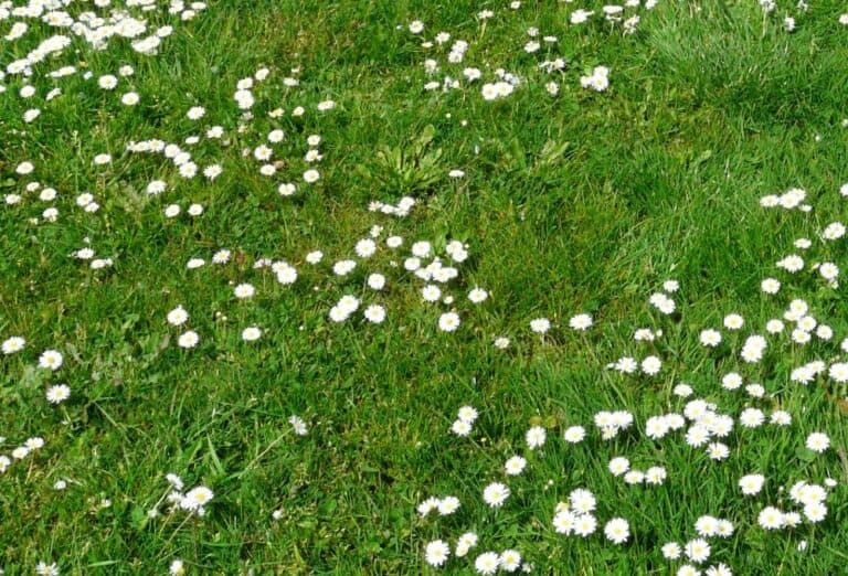 The Benefits Of Using A Backpack Sprayer For Lawn Weed Control