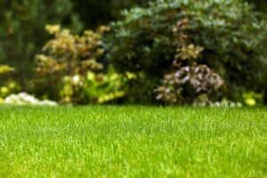 What Services Are Included in A Lawn Care Subscription