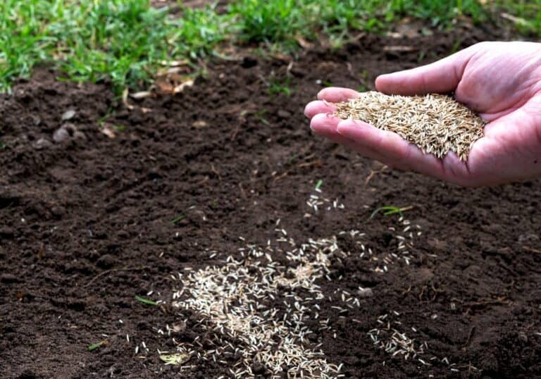 Will Grass Seed Grow If I Just Throw It Down On The Ground? Obsessed Lawn
