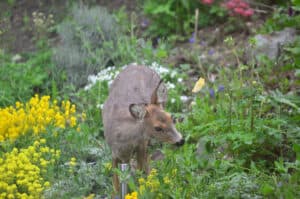 Deer Eating Garden Plants