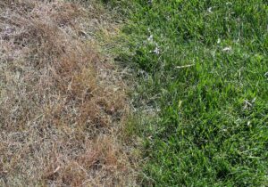 How to Fix Grass Killed by Roundup