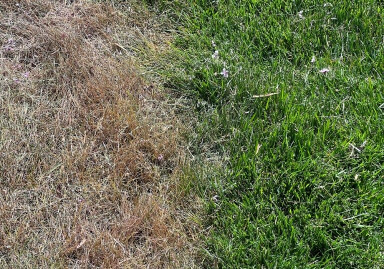 How To Fix Grass Killed By Roundup Obsessed Lawn
