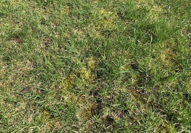 How To Get Rid Of Moss In Your Lawn For Good Obsessed Lawn
