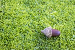 How to Use Moss as a Natural Ground Cover