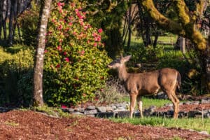 What Are Some Deer-Resistant Plants