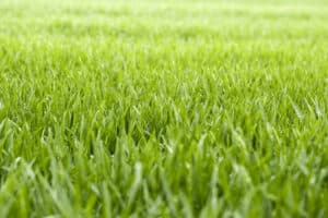 Will Grass Thicken On Its Own