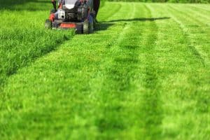 Push Mower Mowing Lawn