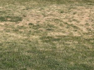 Dormant Lawn