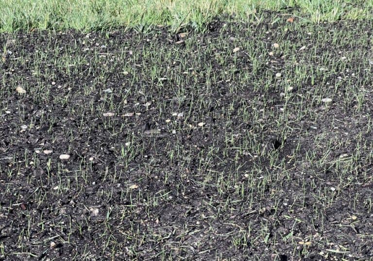 Should You Wet The Soil Before Planting Grass Seed? Obsessed Lawn