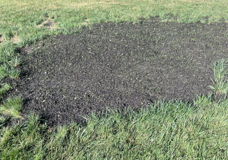Will Fescue Germinate In Summer? Obsessed Lawn